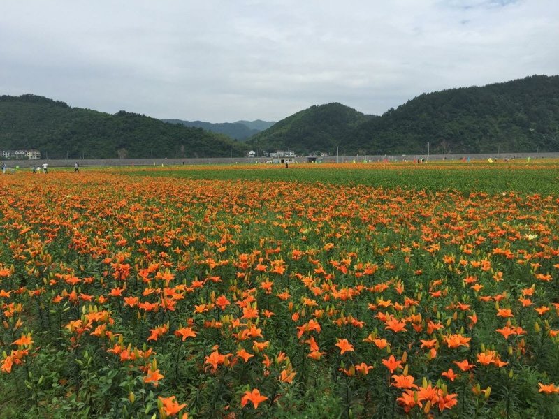 百合