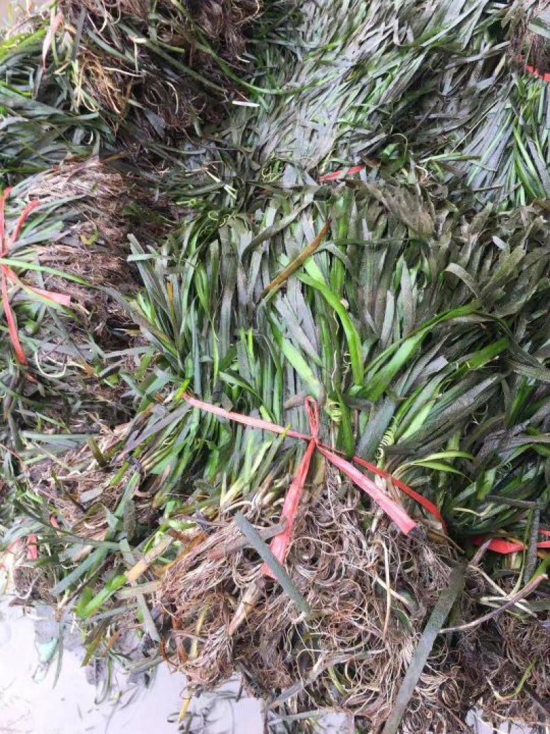 虾蟹养殖未来优水草