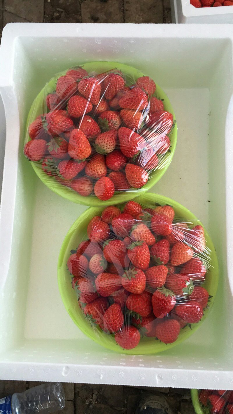 红颜奶油草莓