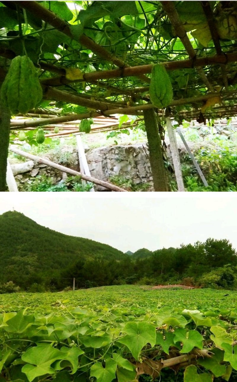 鲜嫩佛手瓜半斤以上产地直供货源充足可视频欢迎联系