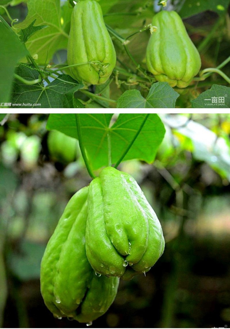 鲜嫩佛手瓜半斤以上产地直供货源充足可视频欢迎联系