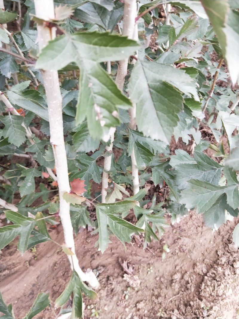 甜红子山楂苗，自产自销，低价出售甜红子山楂树苗