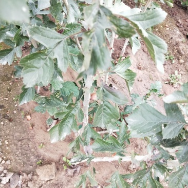 甜红子山楂苗，自产自销，低价出售甜红子山楂树苗