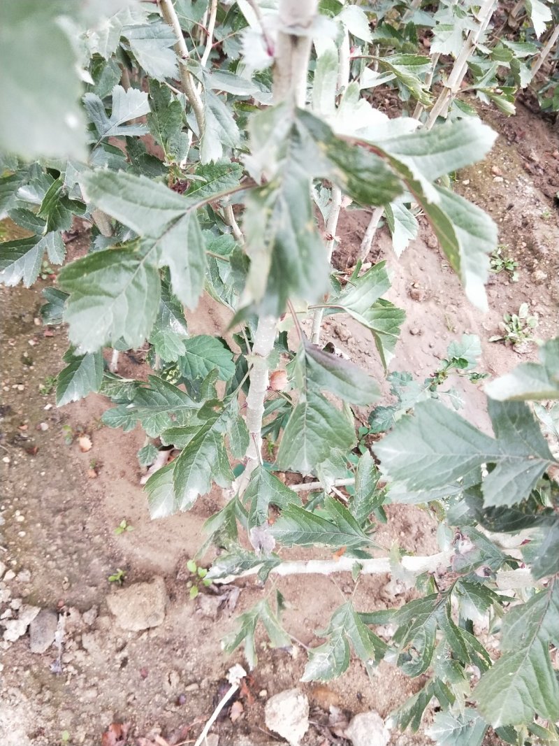 甜红子山楂苗，自产自销，低价出售甜红子山楂树苗