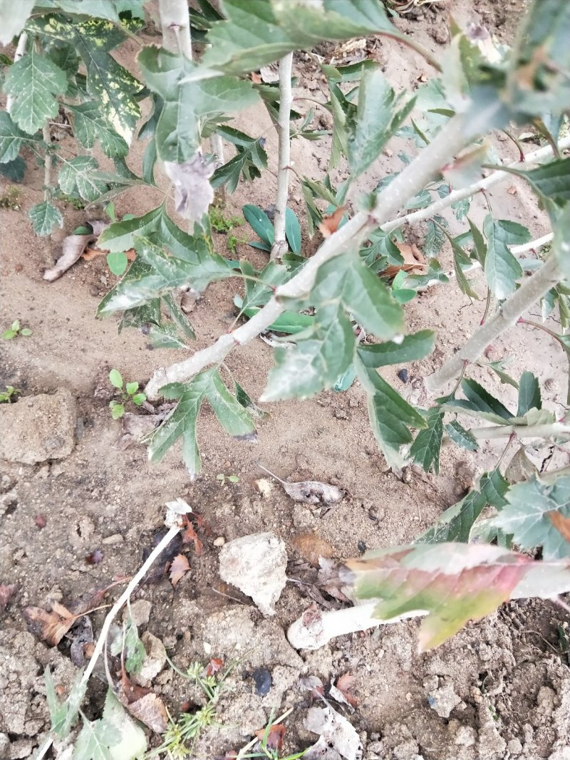 甜红子山楂苗，自产自销，低价出售甜红子山楂树苗