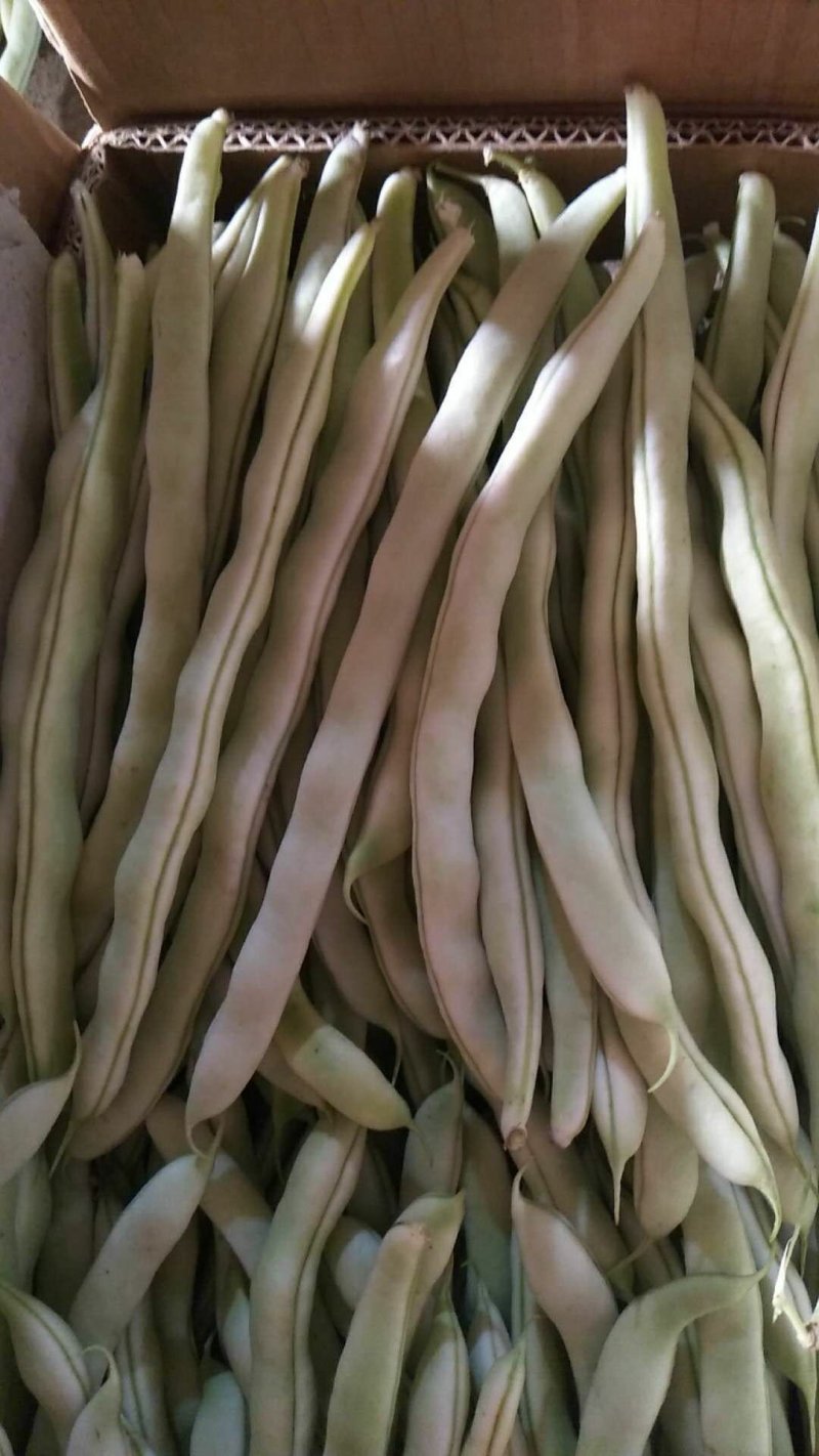 白豆角
