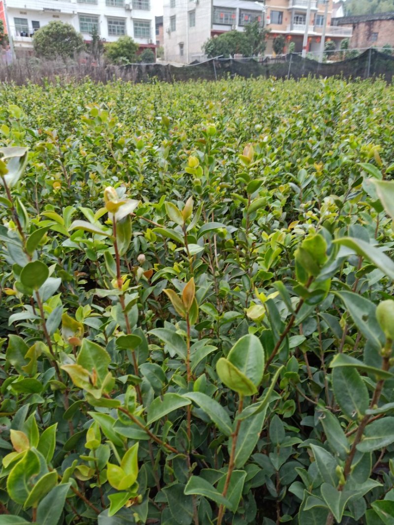 湘林系列德字一号大红果油茶苗，抗病虫害强，分枝多，根系好