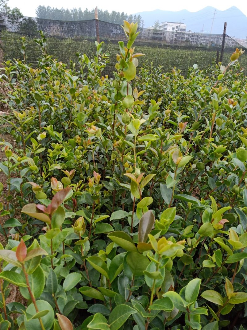湘林系列德字一号大红果油茶苗，抗病虫害强，分枝多，根系好