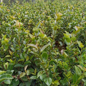 湘林系列德字一号大红果油茶苗，抗病虫害强，分枝多，根系好