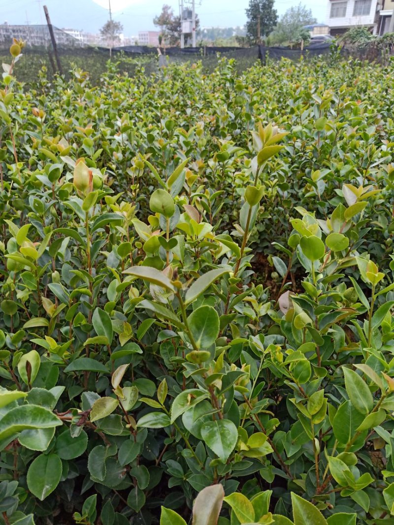 湘林系列德字一号大红果油茶苗，抗病虫害强，分枝多，根系好
