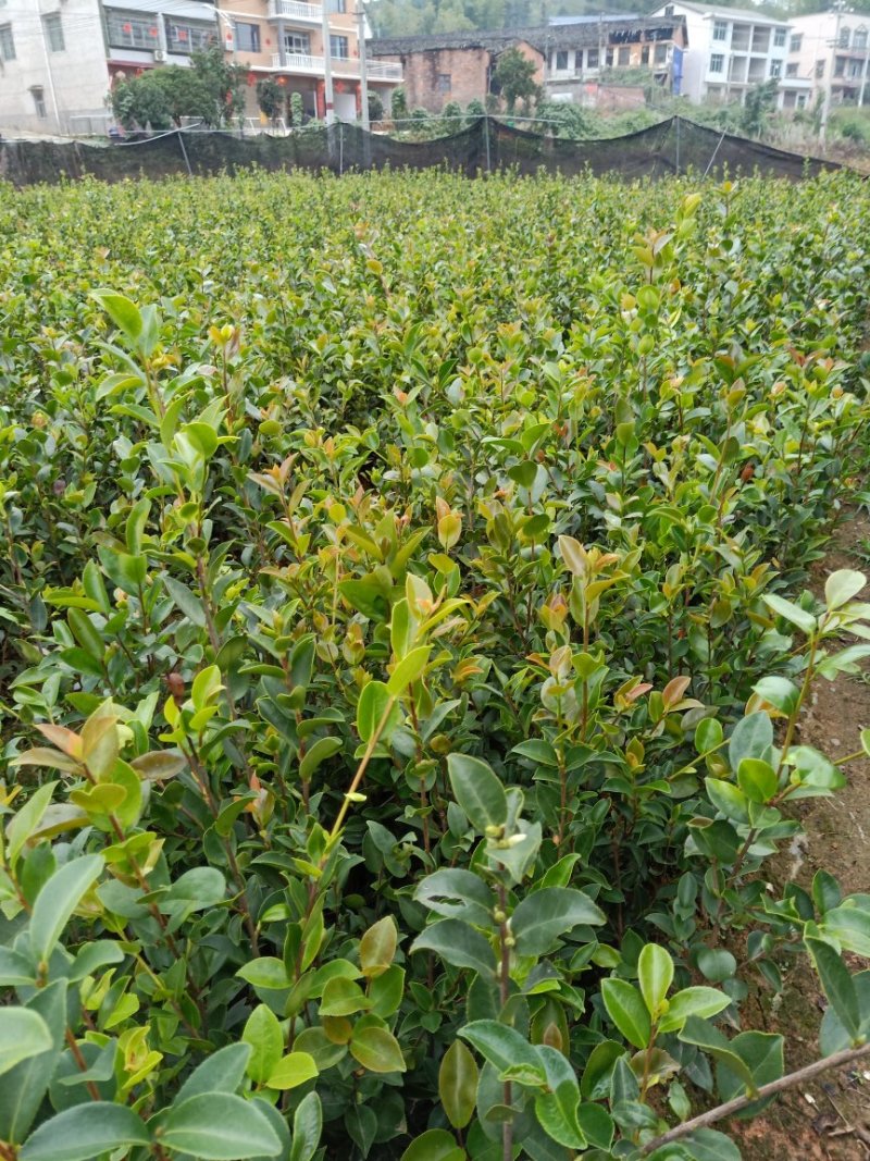 湘林系列德字一号大红果油茶苗，抗病虫害强，分枝多，根系好