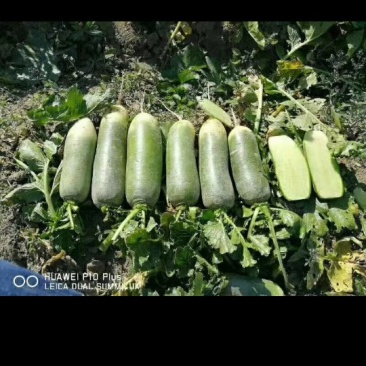 北京三号白菜，夏阳白菜，里外青水萝卜大量供应