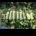 北京三号白菜，夏阳白菜，里外青水萝卜大量供应