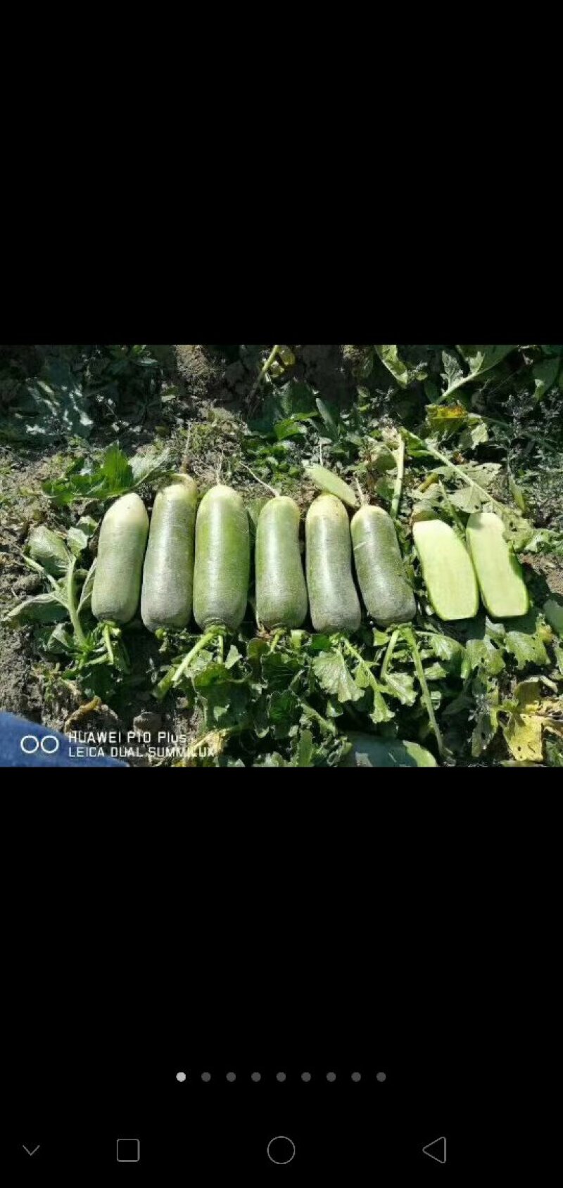北京三号白菜，夏阳白菜，里外青水萝卜大量供应