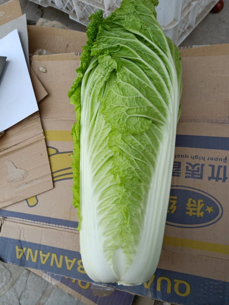 北京三号白菜，夏阳白菜，里外青水萝卜大量供应