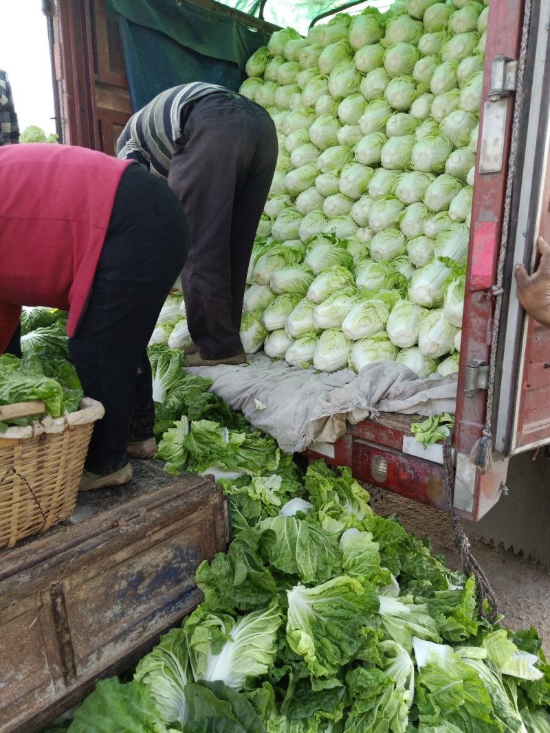 北京三号白菜，夏阳白菜，里外青水萝卜大量供应