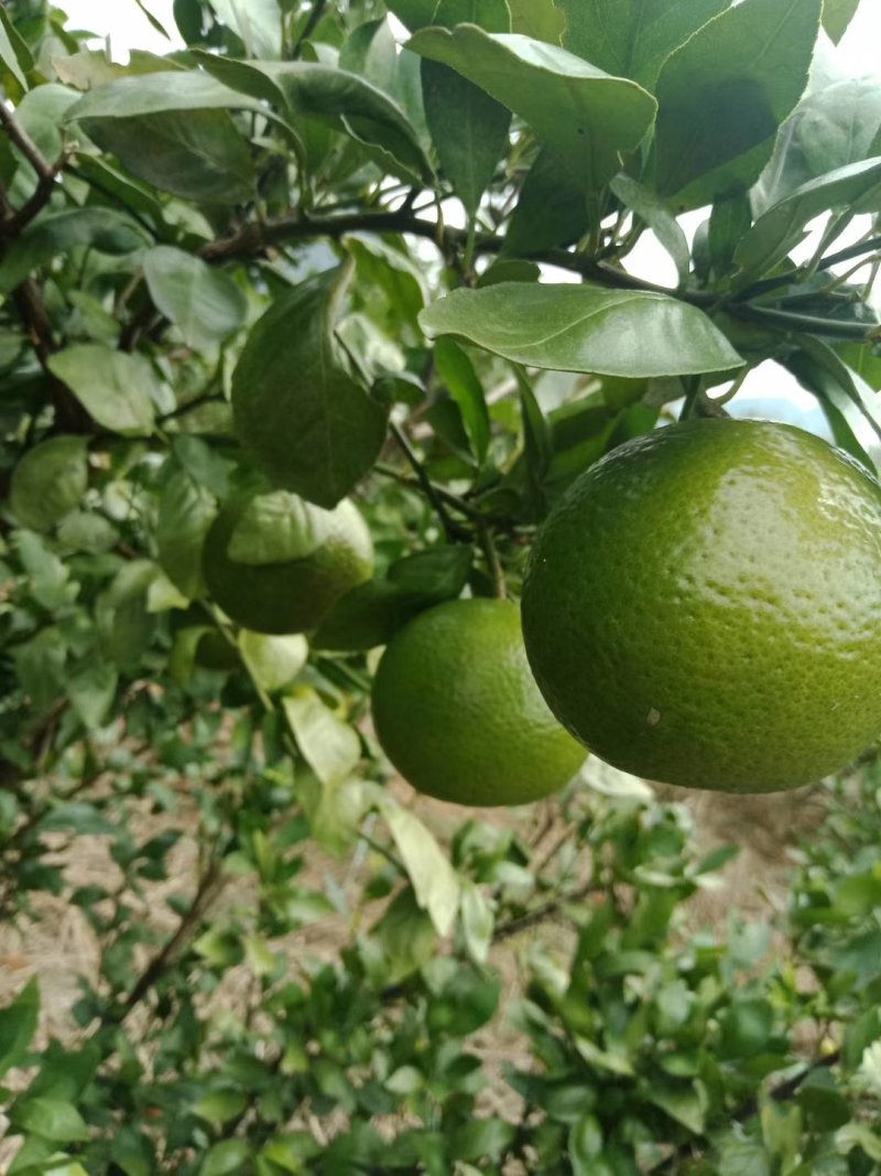 柠檬粘木大果品种皇帝柑（贡柑）苗，基地直供，欢迎参观惠顾