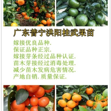 柠檬粘木大果品种皇帝柑（贡柑）苗，基地直供，欢迎参观惠顾