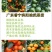 柠檬粘木大果品种皇帝柑（贡柑）苗，基地直供，欢迎参观惠顾