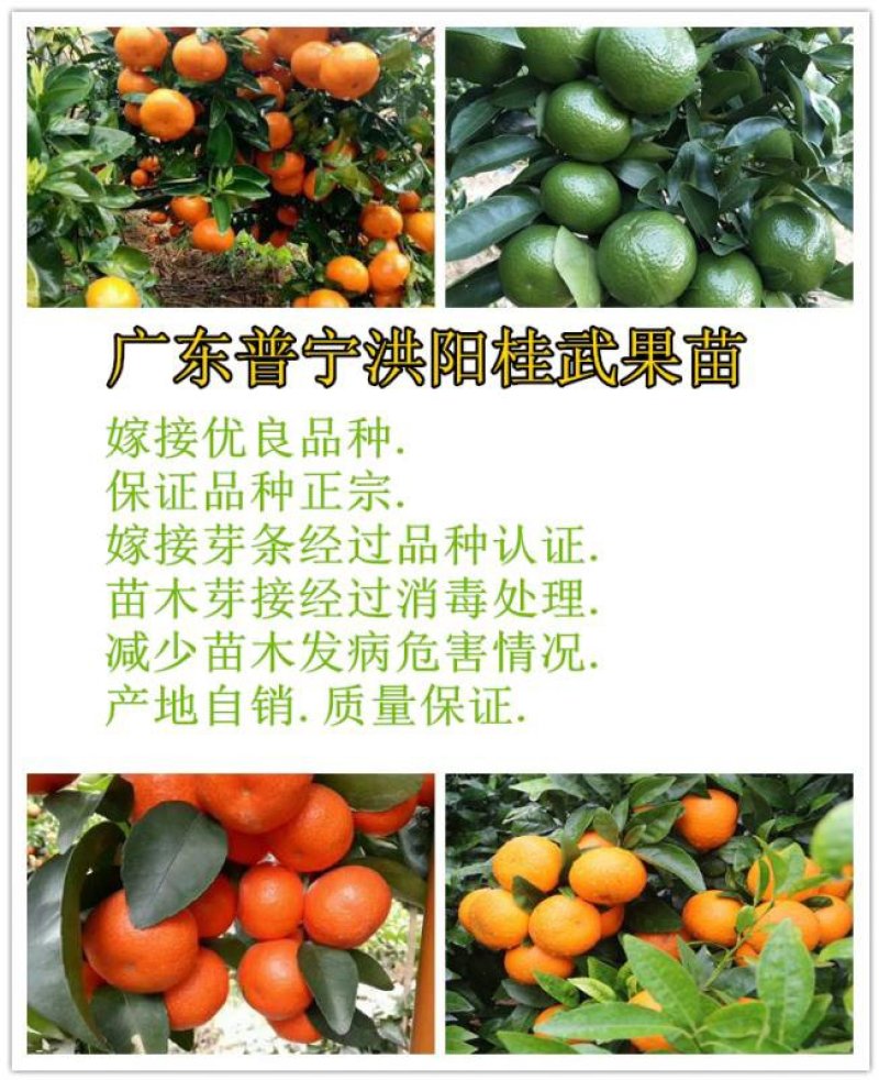 柠檬粘木大果品种皇帝柑（贡柑）苗，基地直供，欢迎参观惠顾