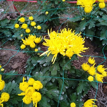 金丝皇菊