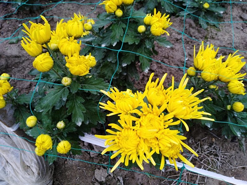 金丝皇菊