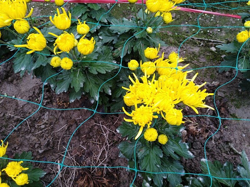 金丝皇菊