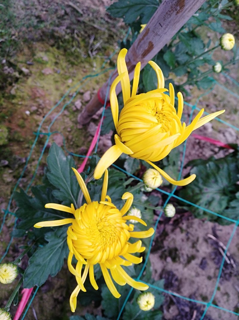 金丝皇菊