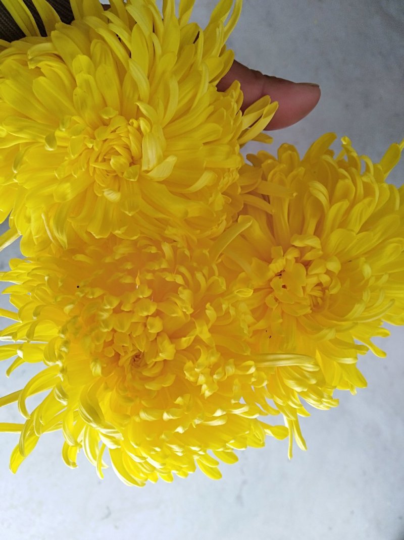 金丝皇菊