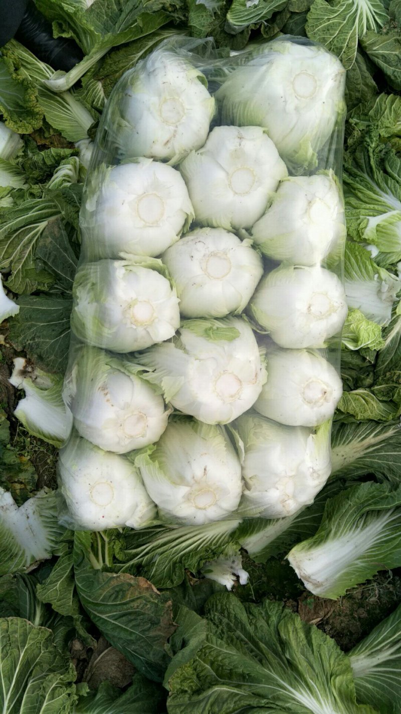 黄心白菜颜色绿！3至5斤每颗质量杠杠滴！