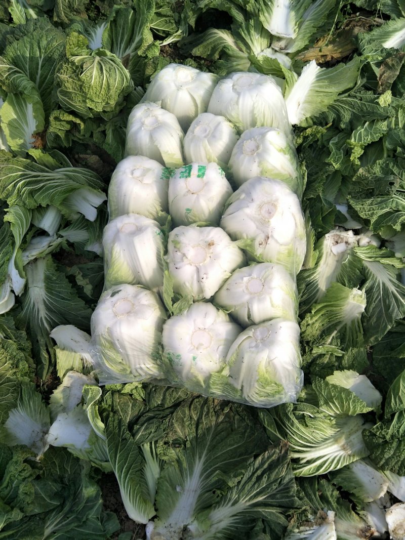 黄心白菜颜色绿！3至5斤每颗质量杠杠滴！