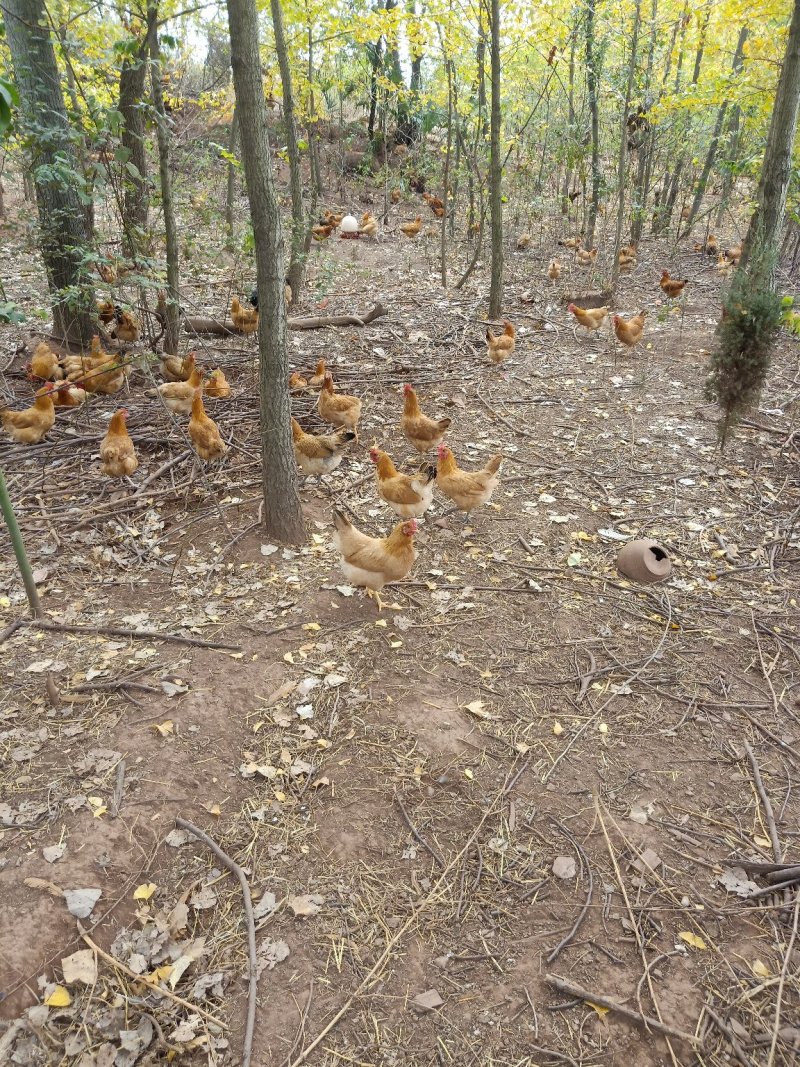 江汉土鸡