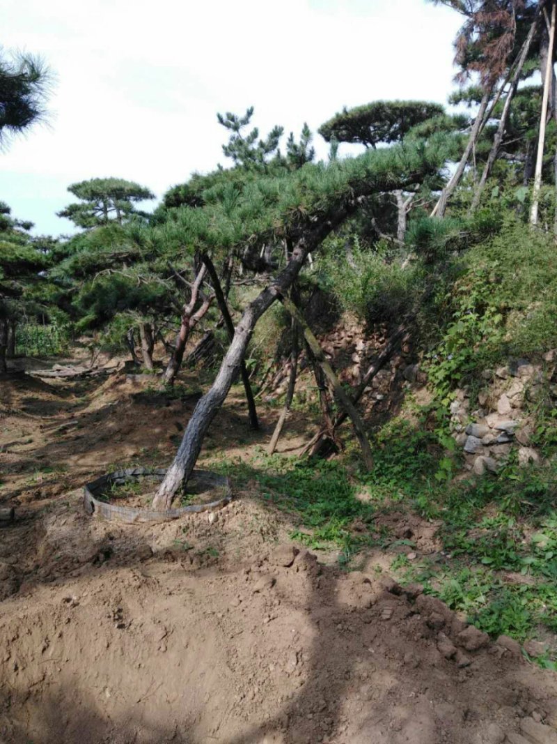 造型油松