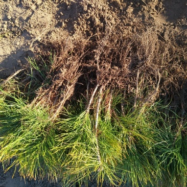 辽宁樟子松1～2年生裸根苗，基地直销。。。