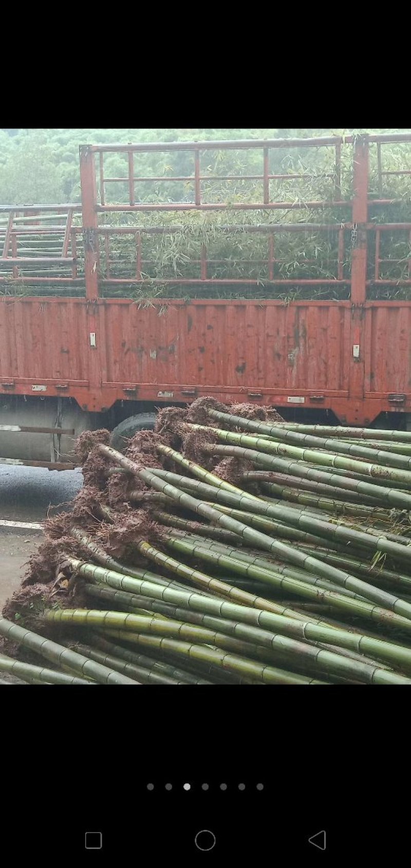 大量供应各种规格的绿化竹苗。（楠竹，苦竹，方竹，绿竹，）