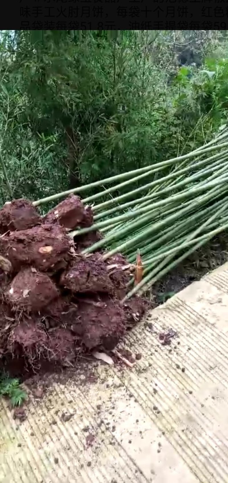 大量供应各种规格的绿化竹苗。（楠竹，苦竹，方竹，绿竹，）