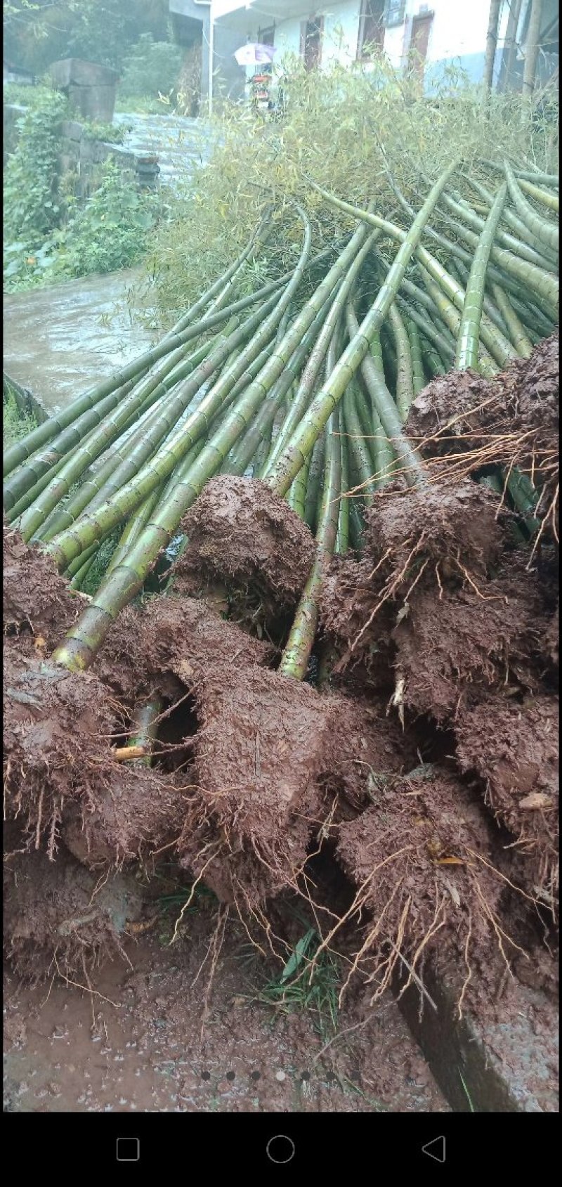 大量供应各种规格的绿化竹苗。（楠竹，苦竹，方竹，绿竹，）