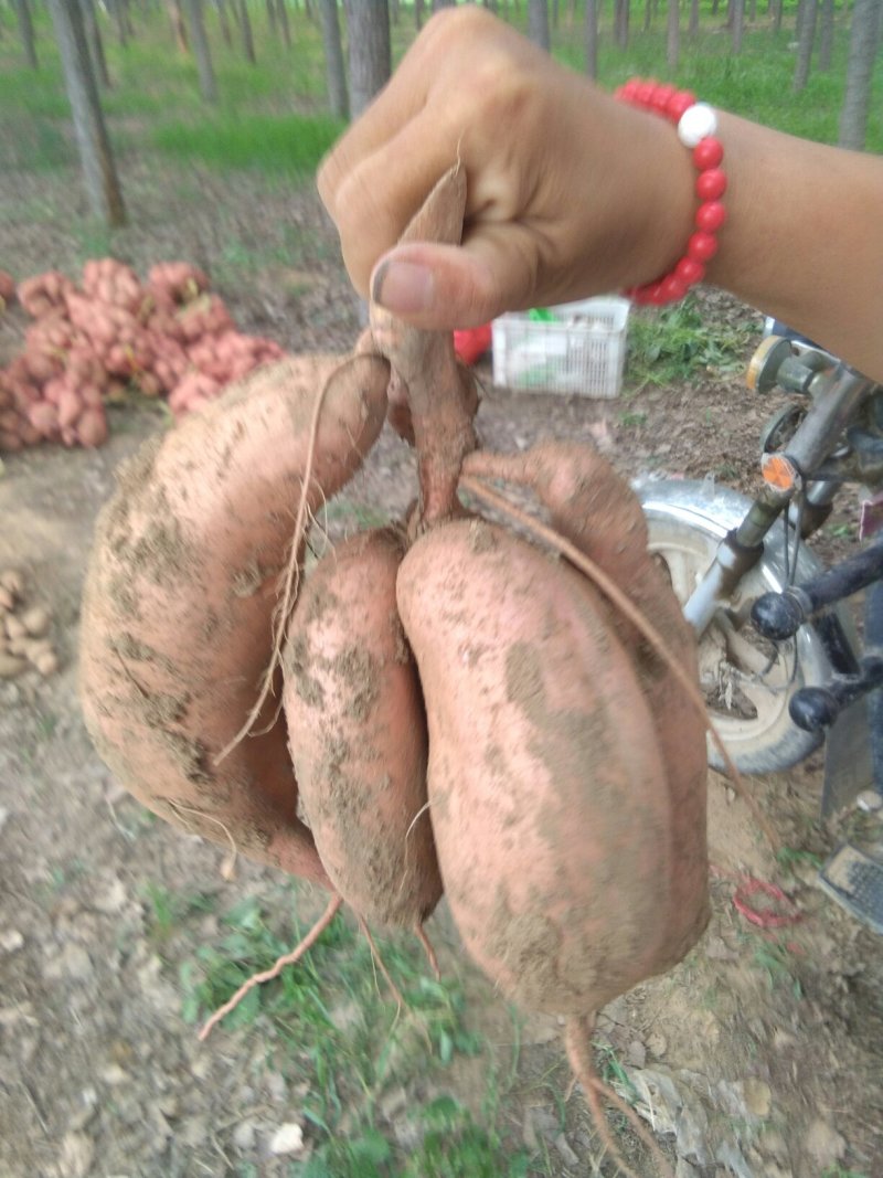 自己家红薯，不好吃包退
