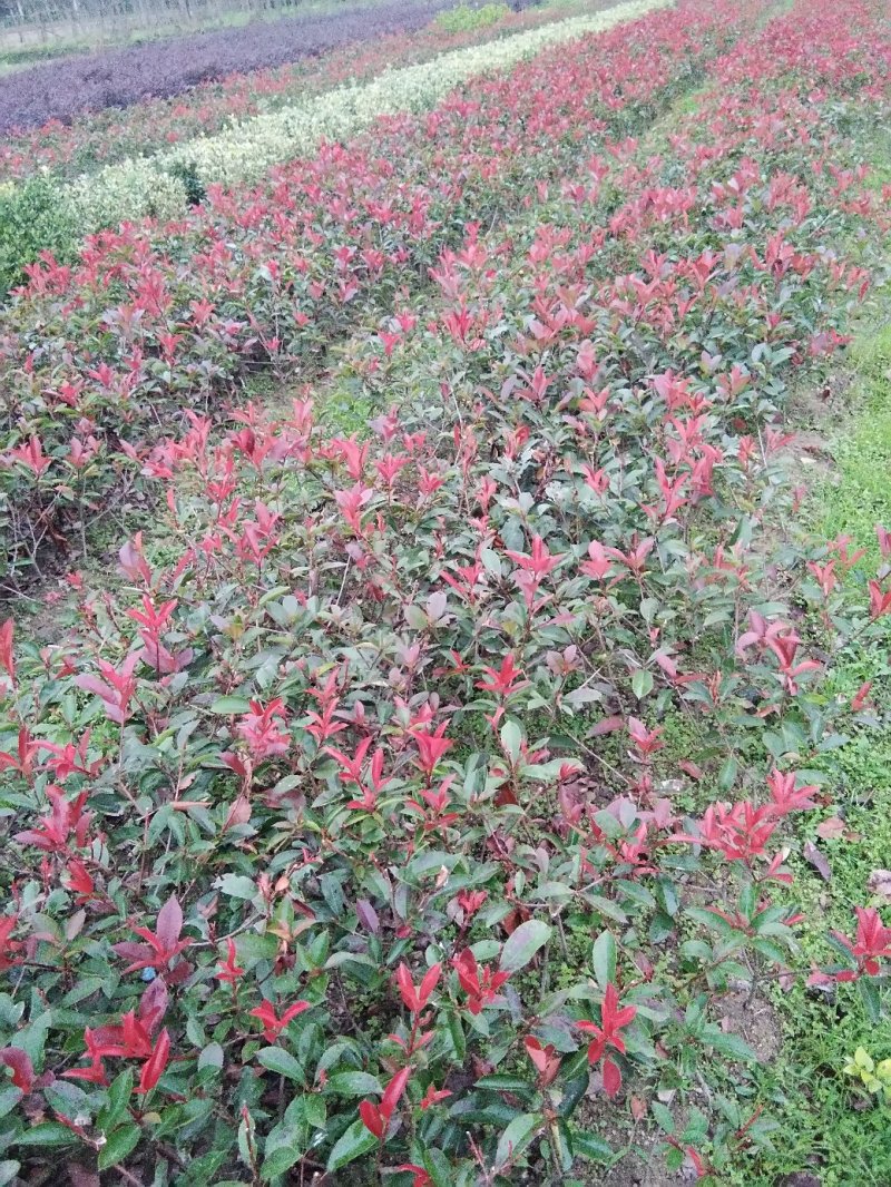 红叶石楠,红花继母,金叶女贞,小叶女贞,桅子花