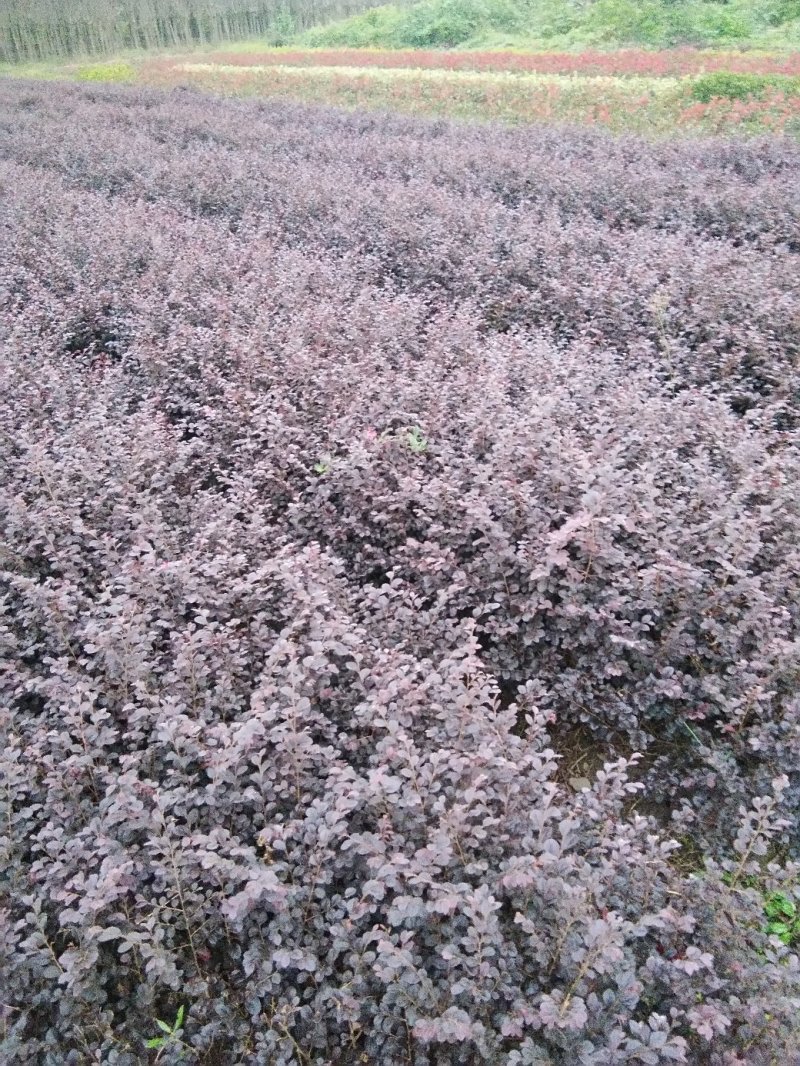 红叶石楠,红花继母,金叶女贞,小叶女贞,桅子花
