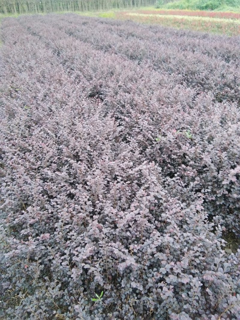 红叶石楠,红花继母,金叶女贞,小叶女贞,桅子花