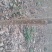 107杨树苗，速生无飞絮，五年成材，河南基供应200万棵