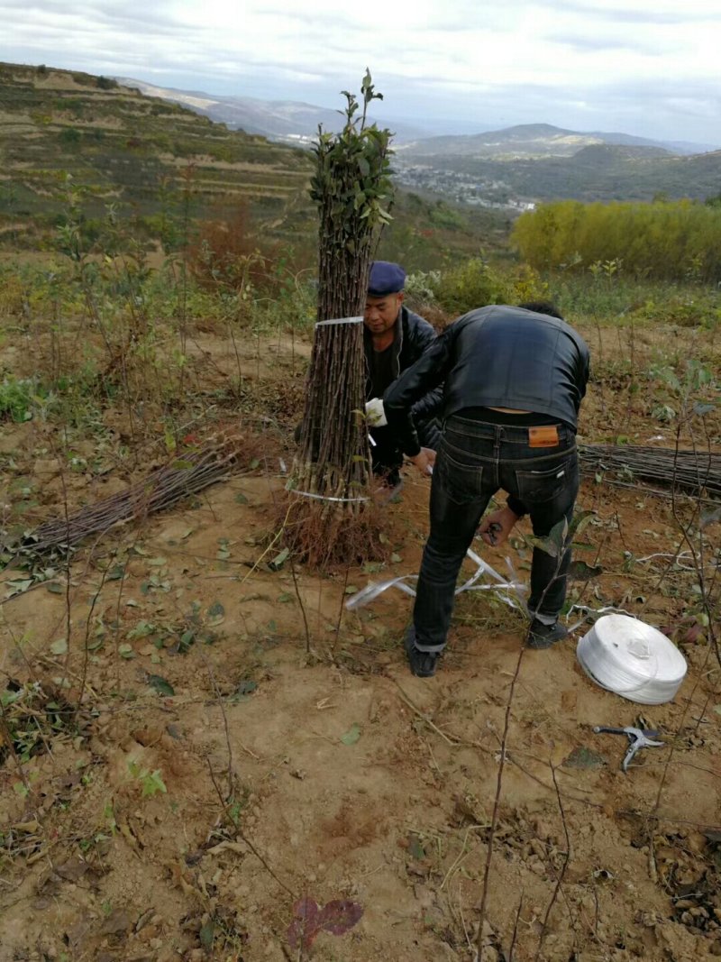 甘肃天水优质富士苹果树苗，品种多，品质好