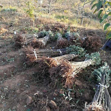 甘肃天水优质富士苹果树苗，品种多，品质好