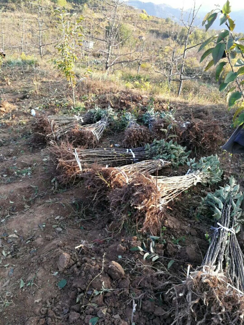 甘肃天水优质富士苹果树苗，品种多，品质好