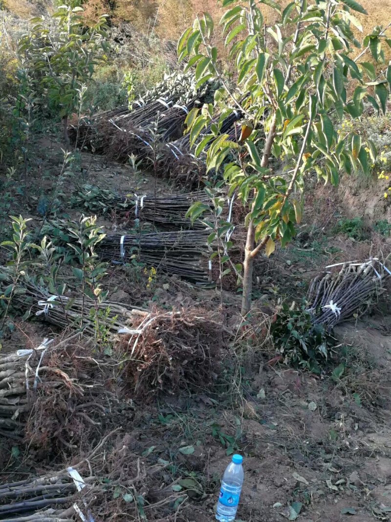 甘肃天水优质富士苹果树苗，品种多，品质好