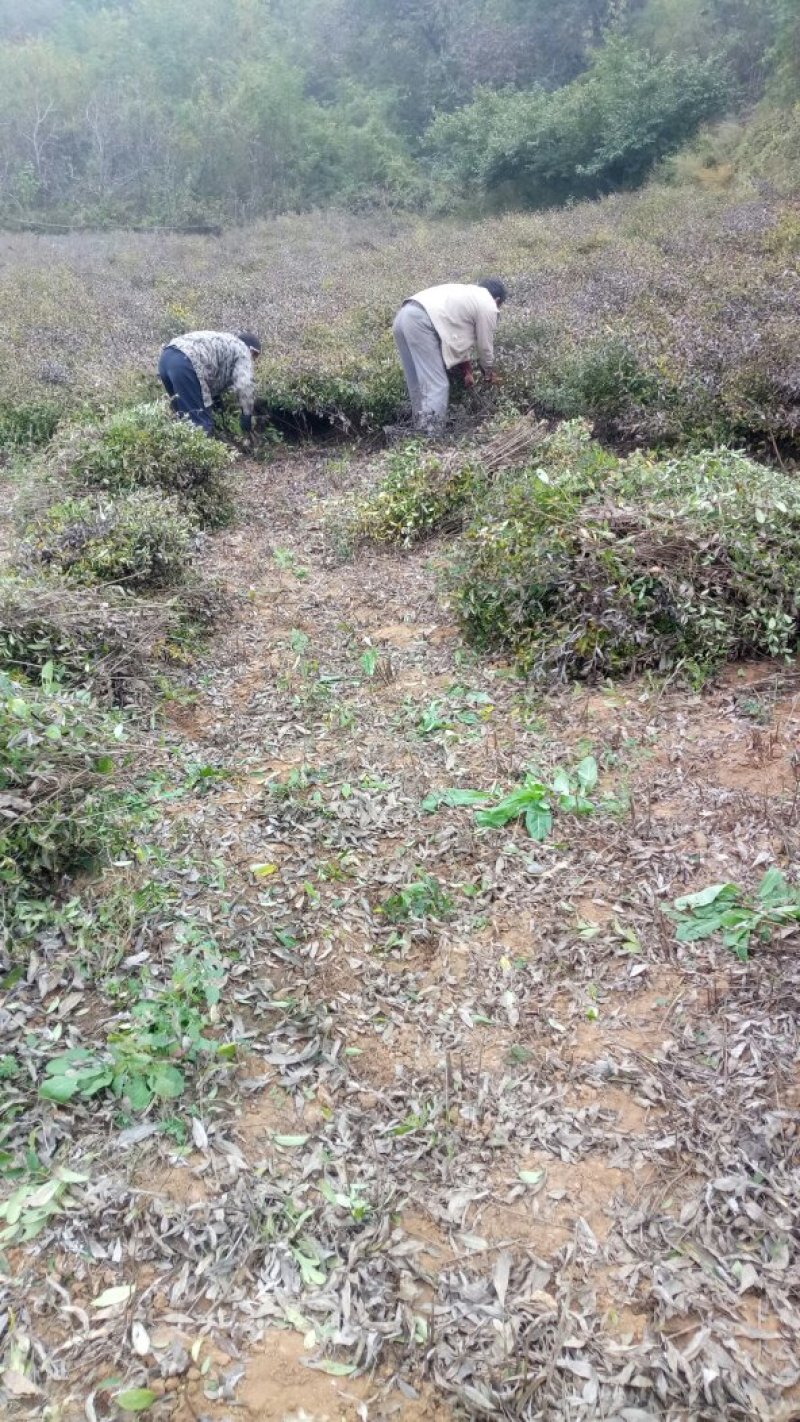 苍术种子