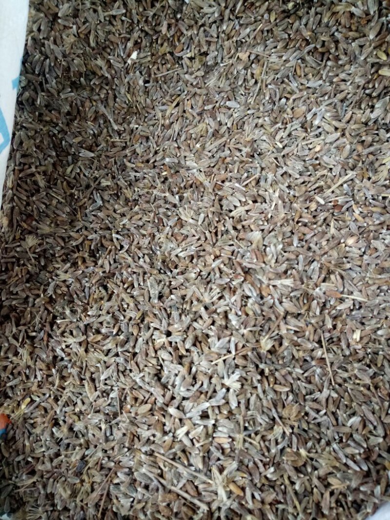 苍术种子