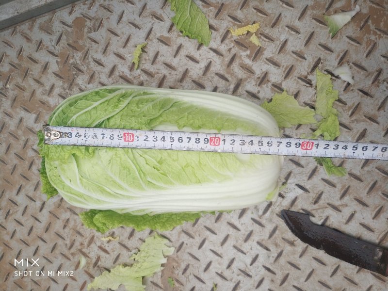 陆地玲珑黄，春风，等品种。大中小颗白菜都有。产地供应！