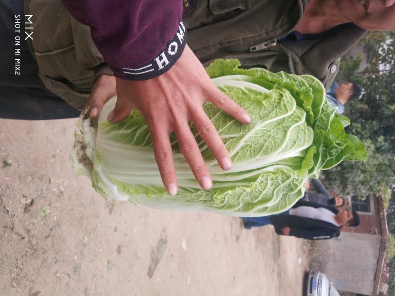 陆地玲珑黄，春风，等品种。大中小颗白菜都有。产地供应！